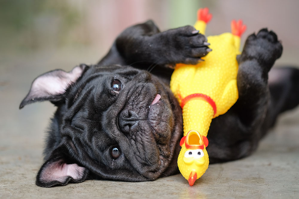 4 Toys to Keep Pets Engaged