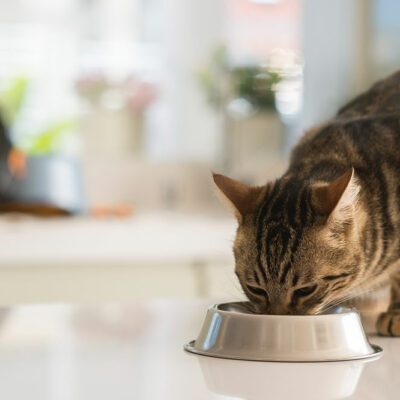 5 Delicious Homemade Treats for Cats