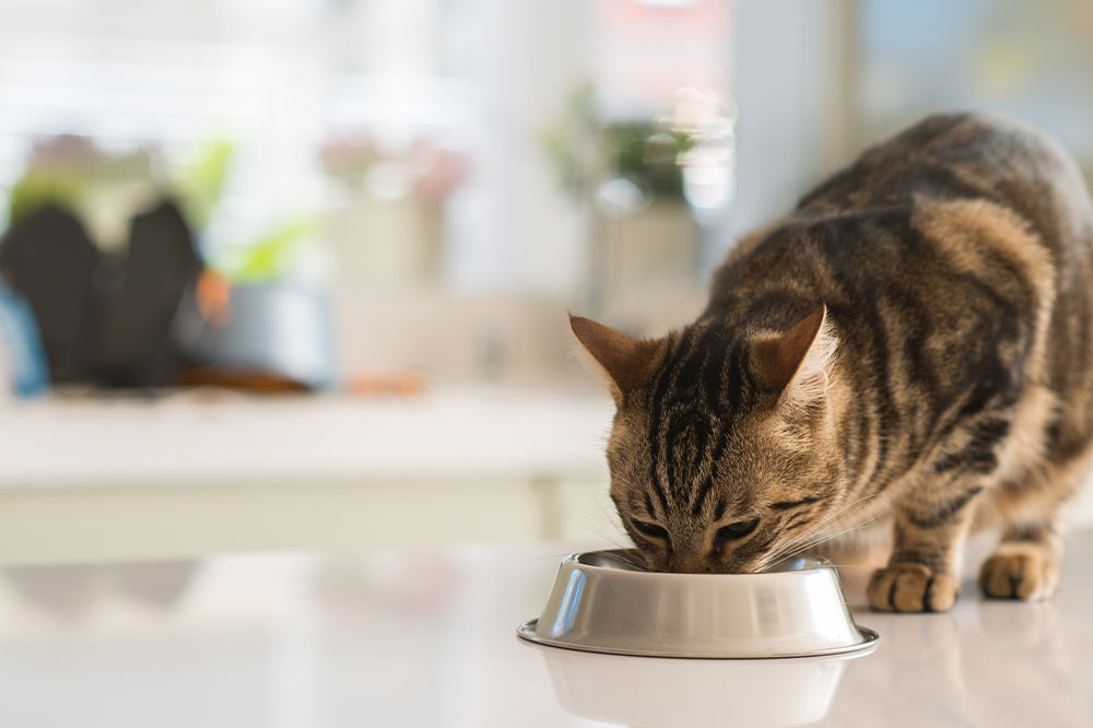 5 Delicious Homemade Treats for Cats