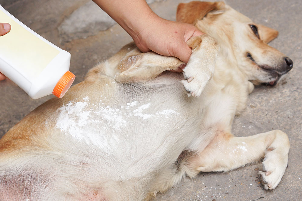 5 Flea Repellent Recipes to Try at Home