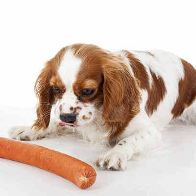 Top 4 Treatments for Dog Food Allergies