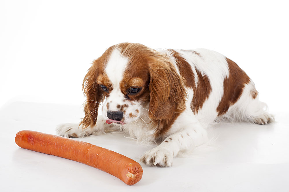 Top 4 Treatments for Dog Food Allergies